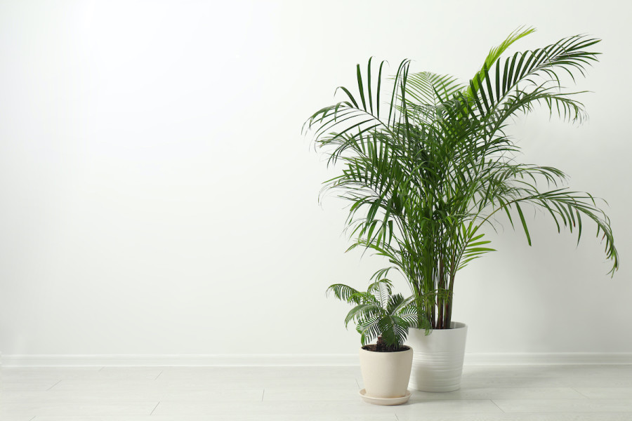 Detail Images Of Palm Plants Nomer 19