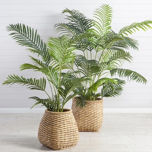 Detail Images Of Palm Plants Nomer 20
