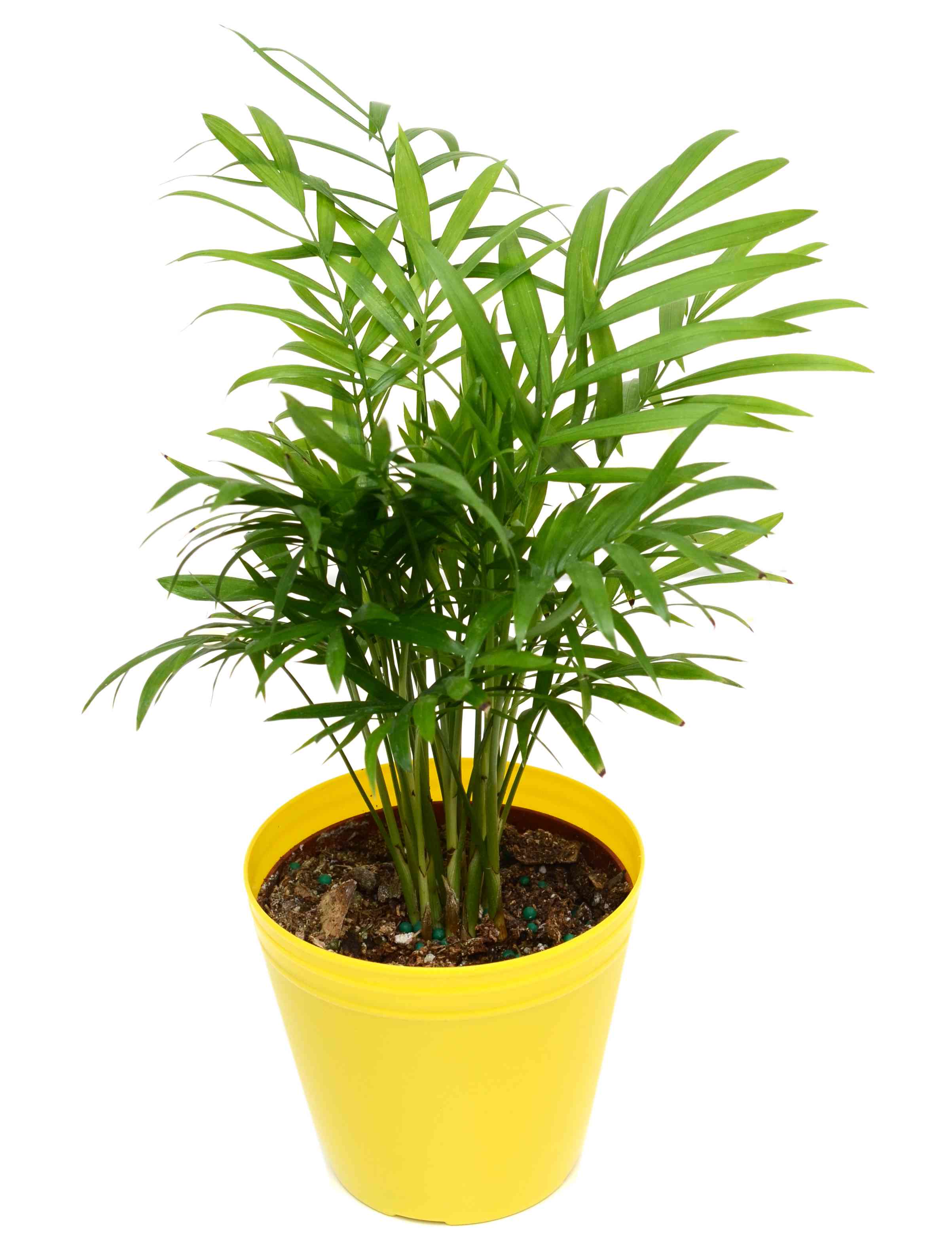 Detail Images Of Palm Plants Nomer 21