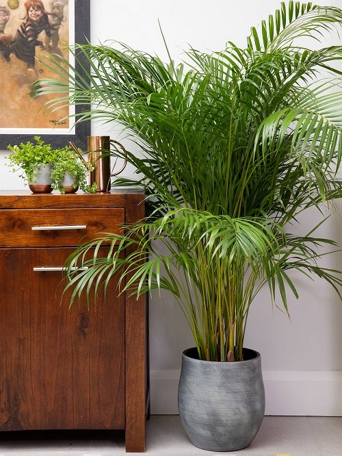 Detail Images Of Palm Plants Nomer 22