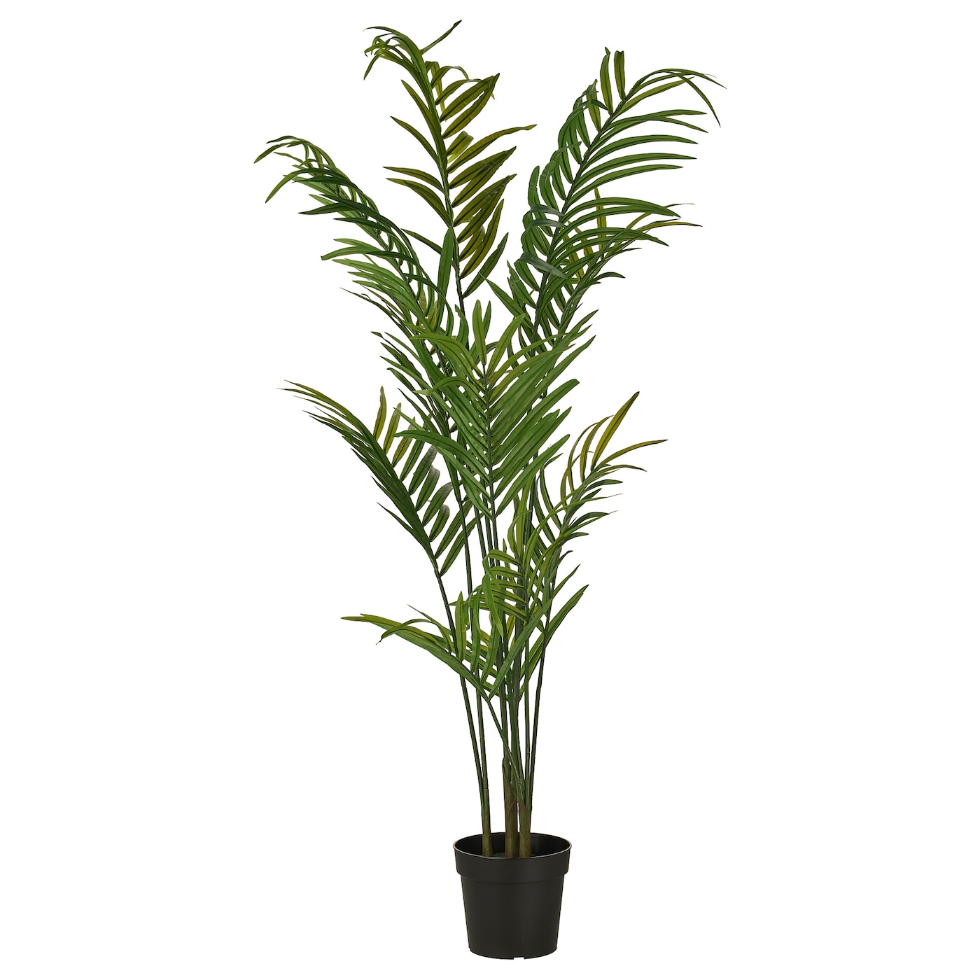 Detail Images Of Palm Plants Nomer 24