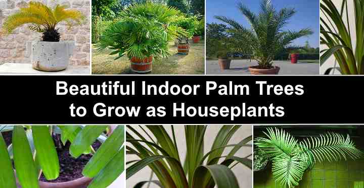 Detail Images Of Palm Plants Nomer 25
