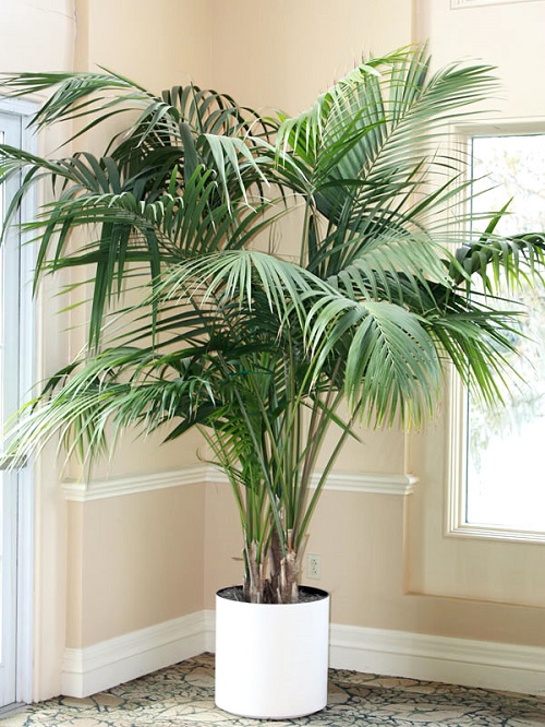 Detail Images Of Palm Plants Nomer 26
