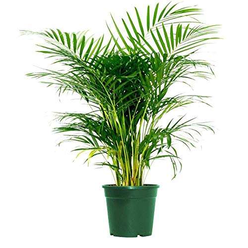 Detail Images Of Palm Plants Nomer 27