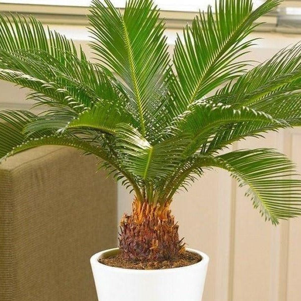 Detail Images Of Palm Plants Nomer 28