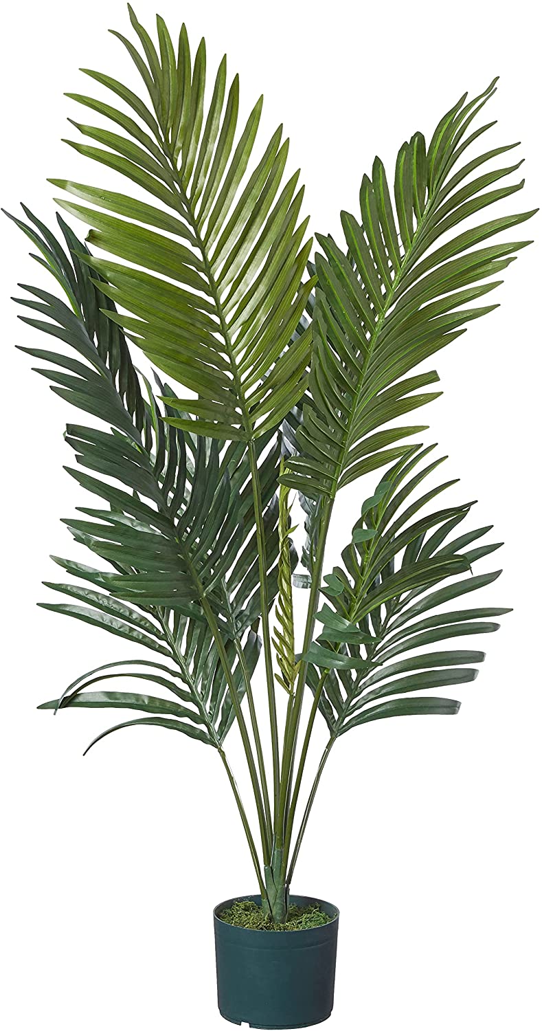 Detail Images Of Palm Plants Nomer 29