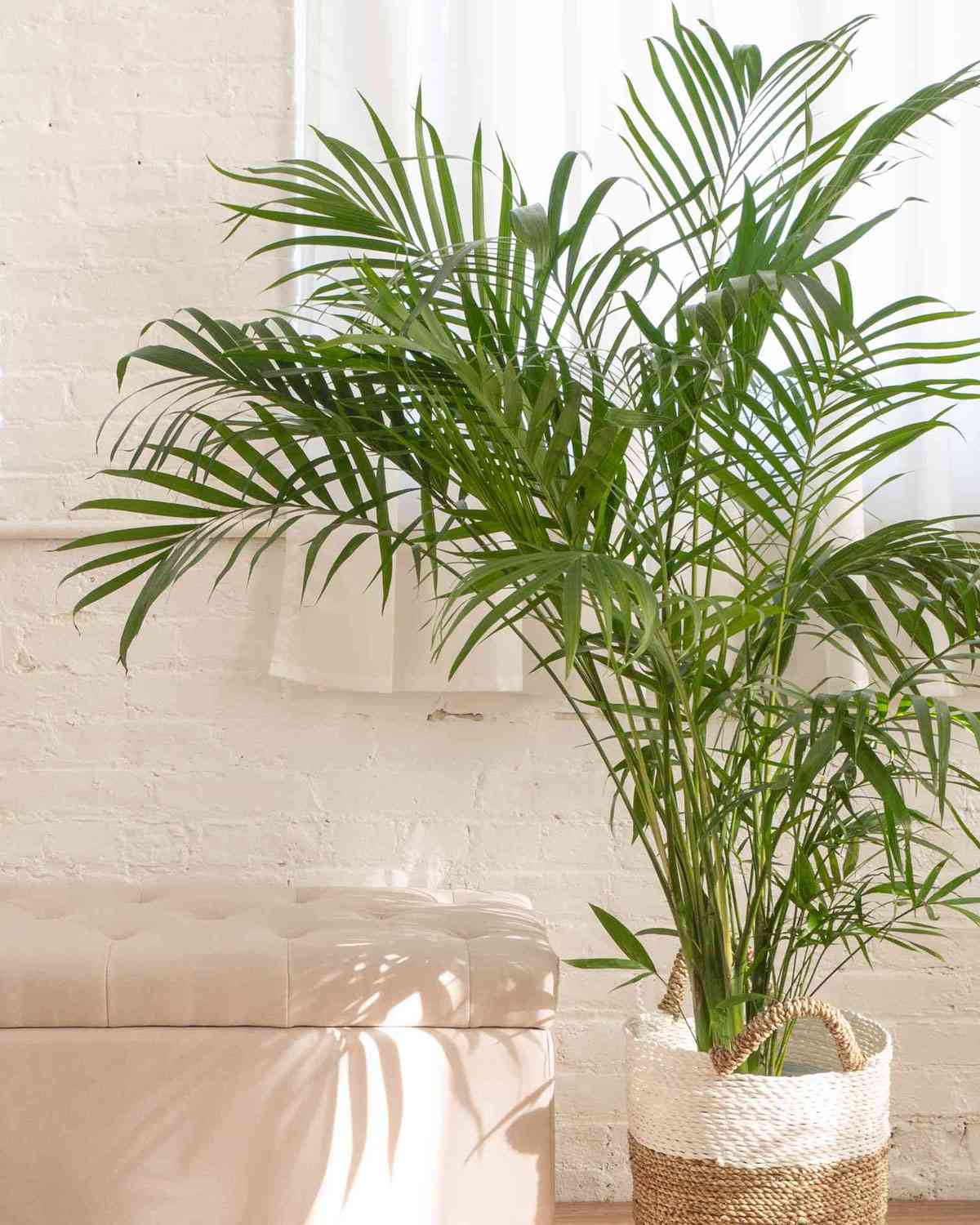 Detail Images Of Palm Plants Nomer 4