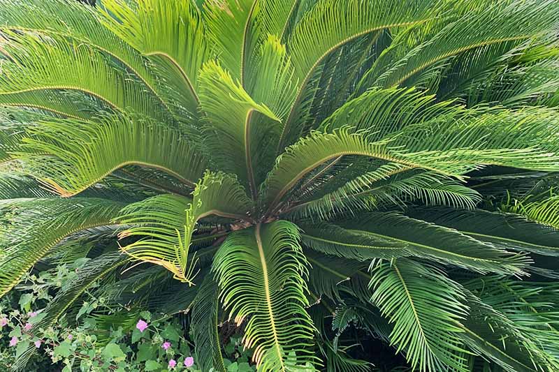 Detail Images Of Palm Plants Nomer 30