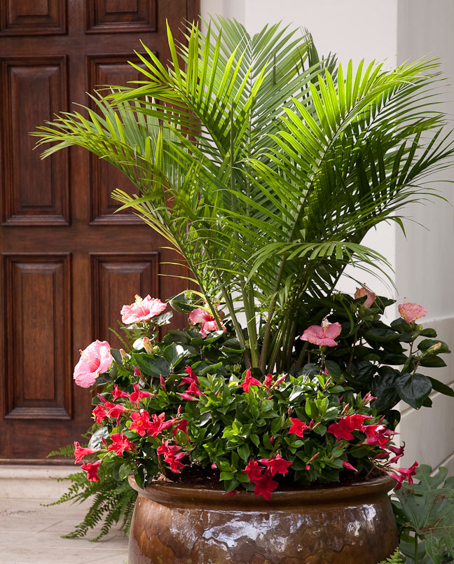 Detail Images Of Palm Plants Nomer 31