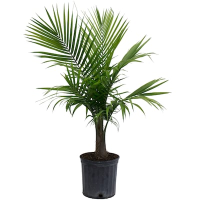 Detail Images Of Palm Plants Nomer 32