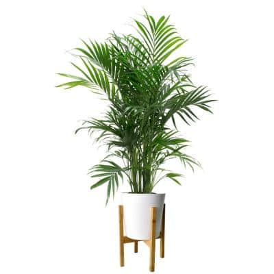 Detail Images Of Palm Plants Nomer 33