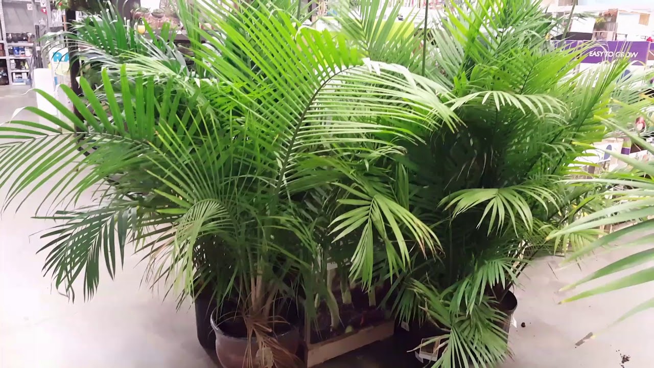 Detail Images Of Palm Plants Nomer 34