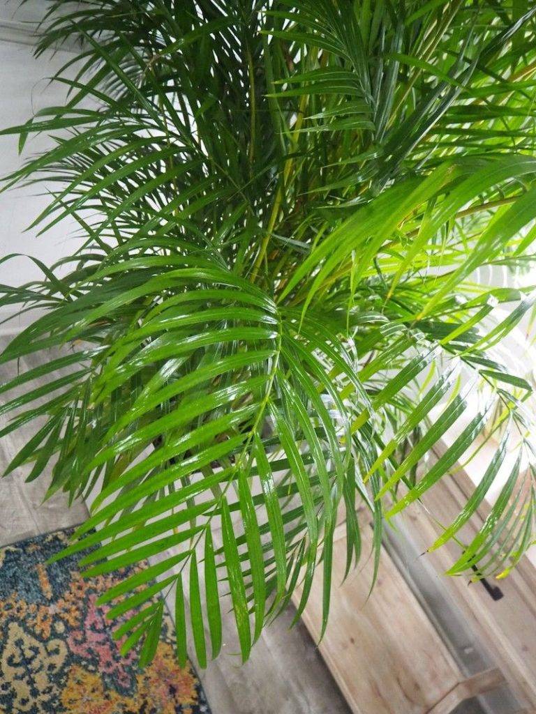Detail Images Of Palm Plants Nomer 35