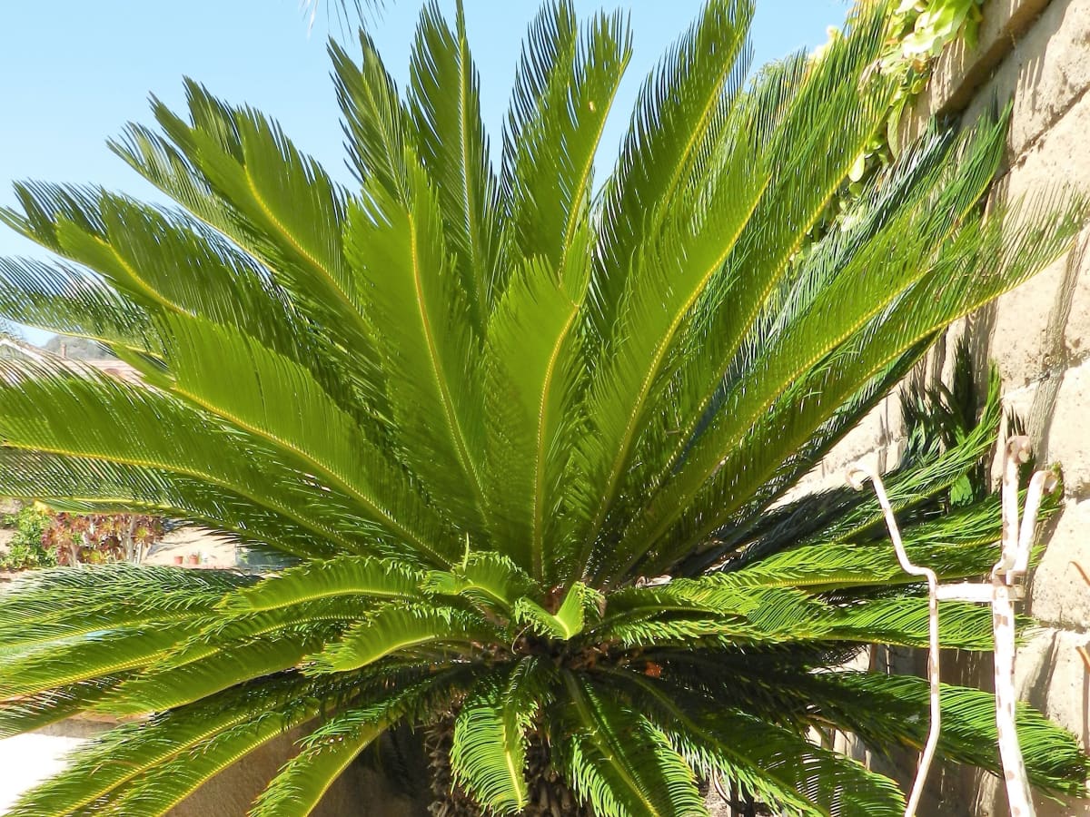 Detail Images Of Palm Plants Nomer 36