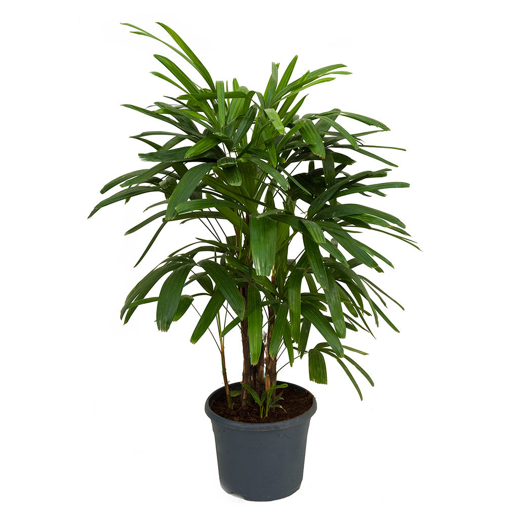 Detail Images Of Palm Plants Nomer 37