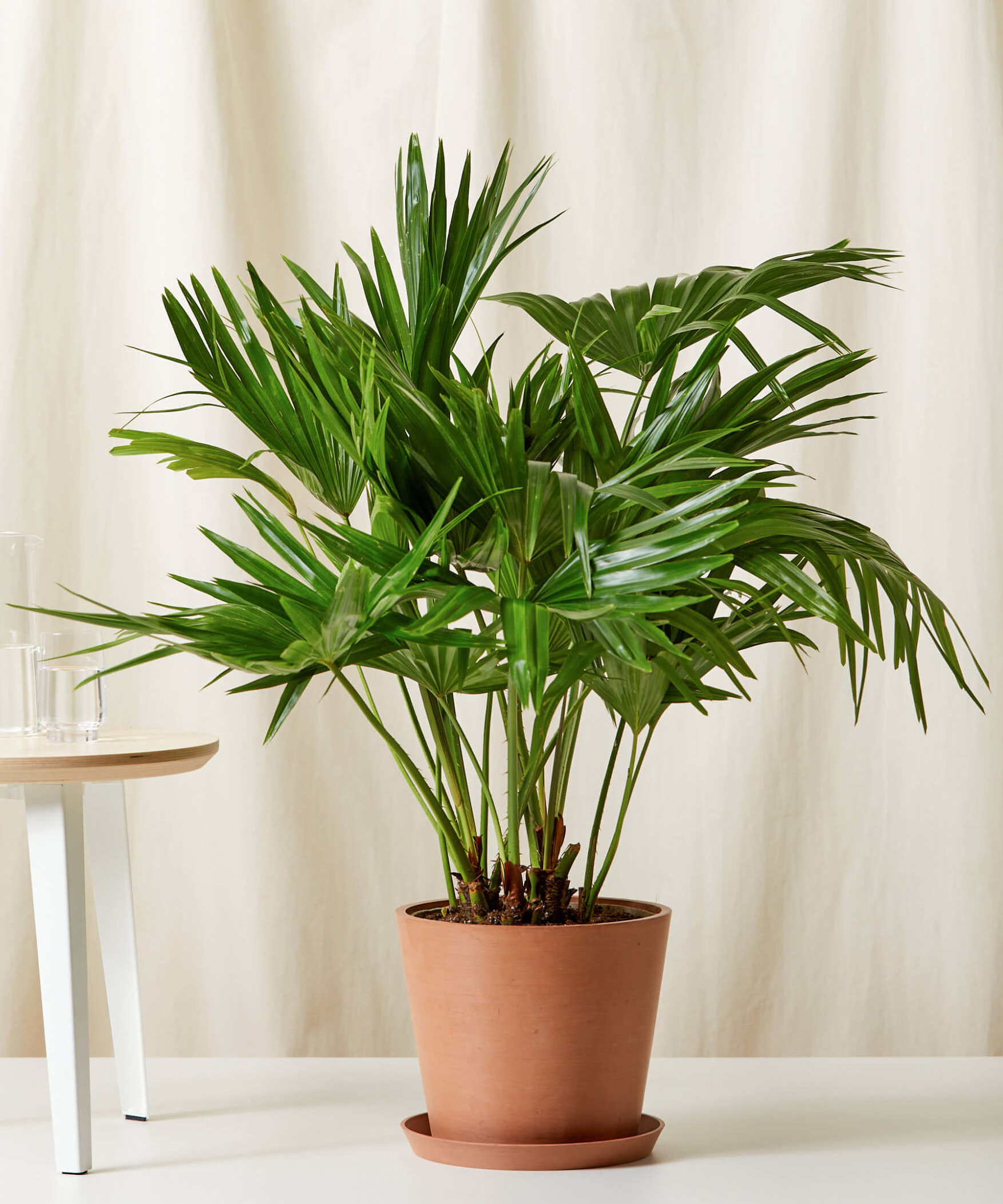 Detail Images Of Palm Plants Nomer 38