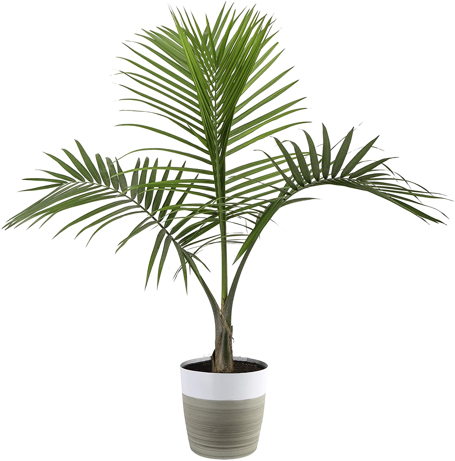 Detail Images Of Palm Plants Nomer 5