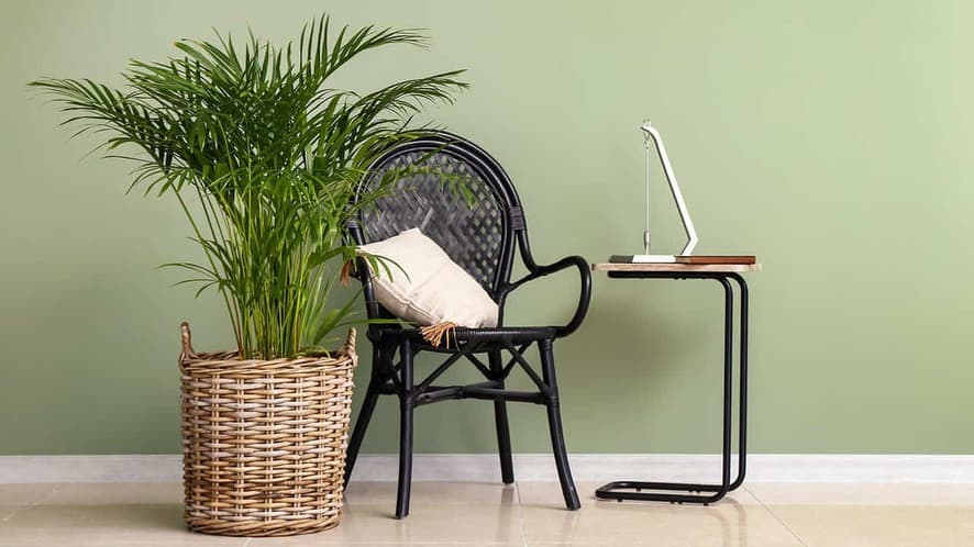 Detail Images Of Palm Plants Nomer 39