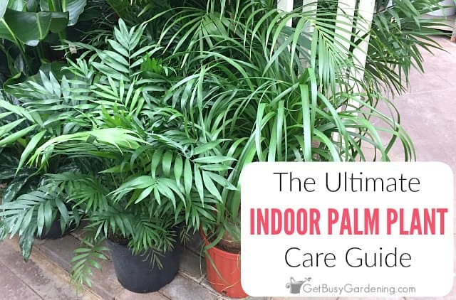 Detail Images Of Palm Plants Nomer 40