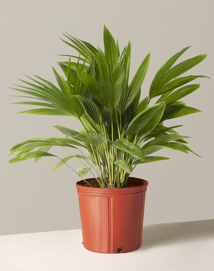 Detail Images Of Palm Plants Nomer 41