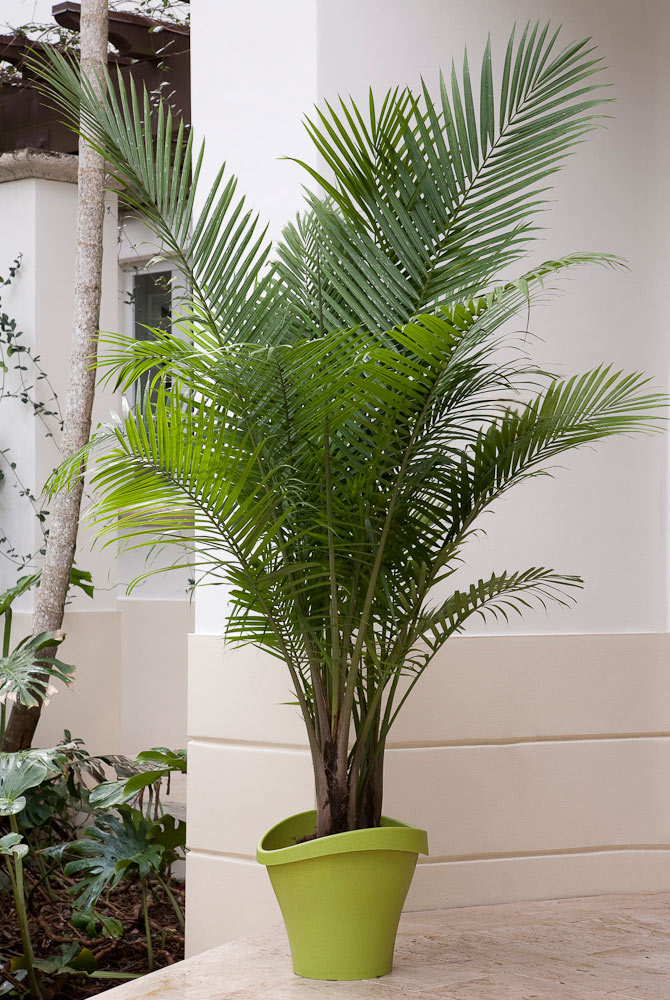 Detail Images Of Palm Plants Nomer 43