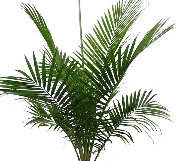 Detail Images Of Palm Plants Nomer 44