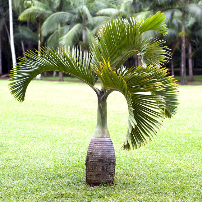 Detail Images Of Palm Plants Nomer 45