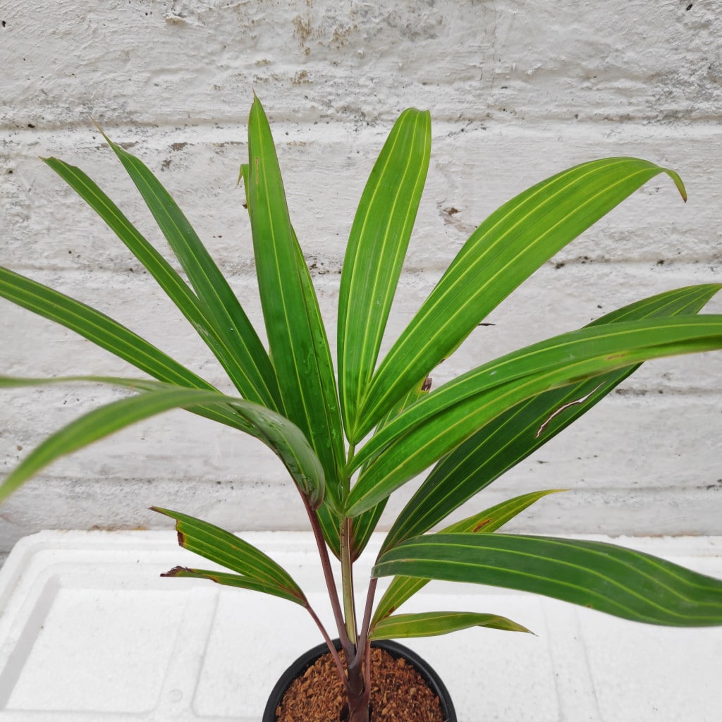 Detail Images Of Palm Plants Nomer 46