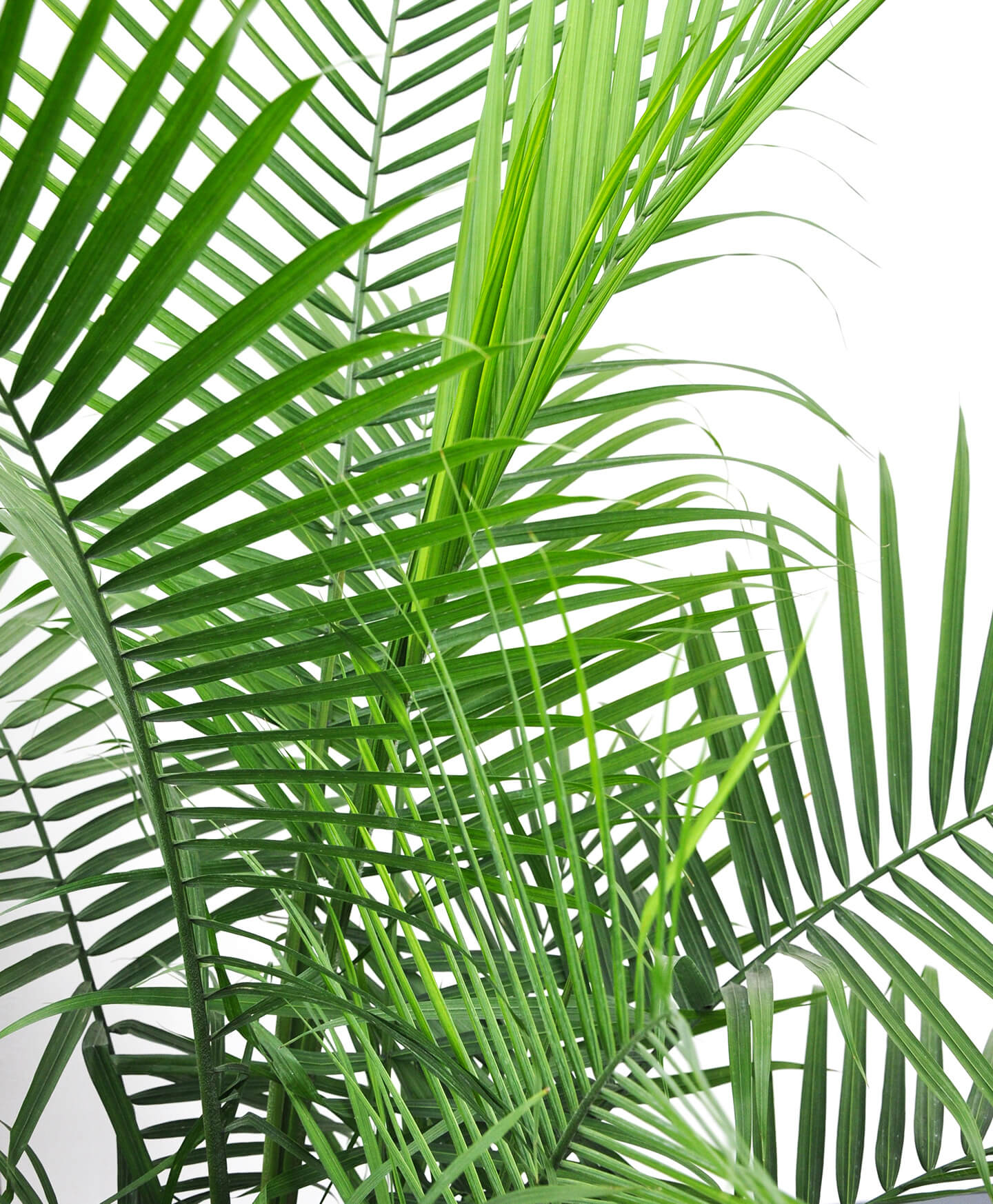 Detail Images Of Palm Plants Nomer 47