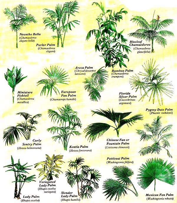 Detail Images Of Palm Plants Nomer 6