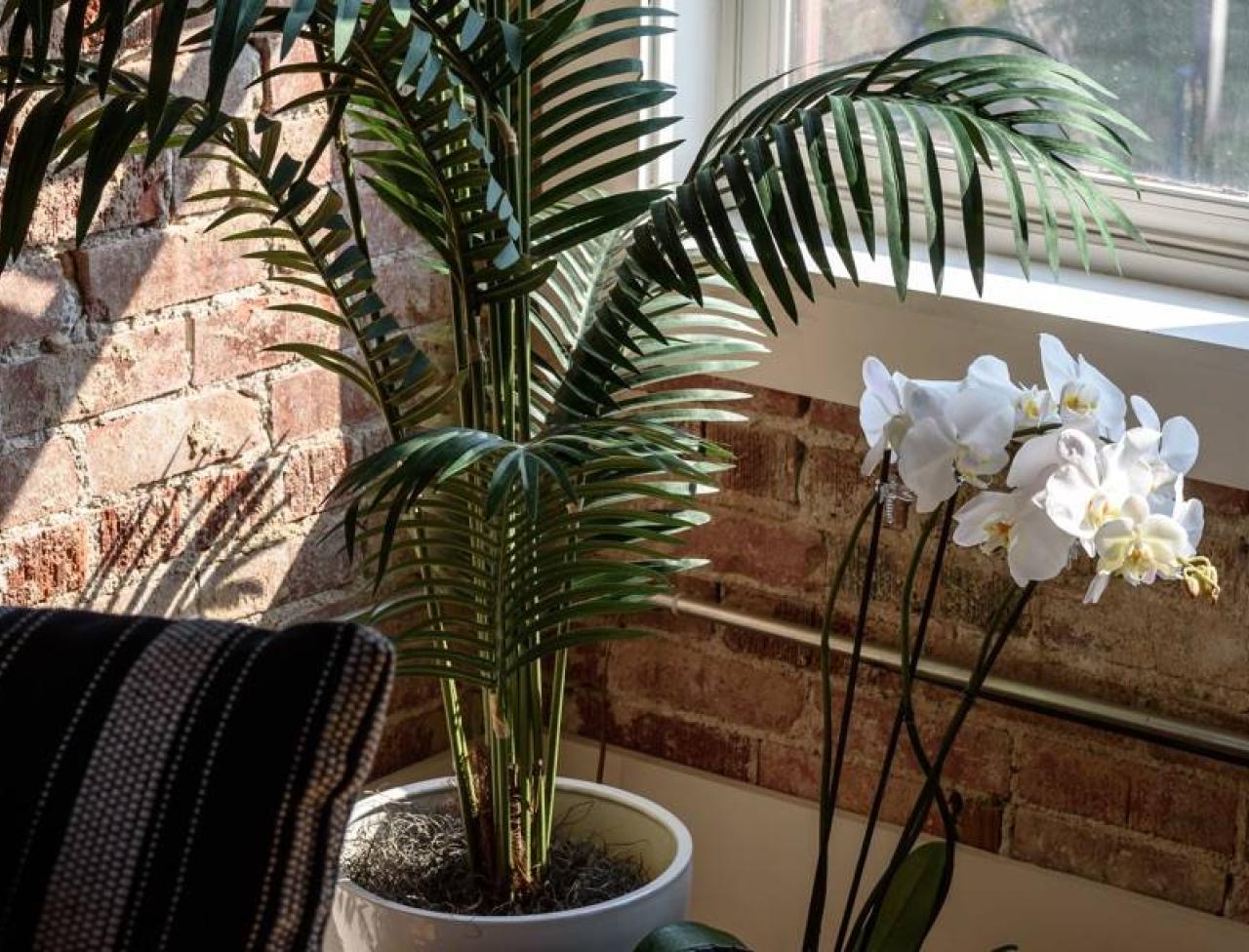 Detail Images Of Palm Plants Nomer 48