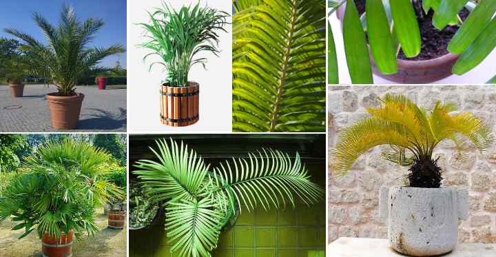 Detail Images Of Palm Plants Nomer 49