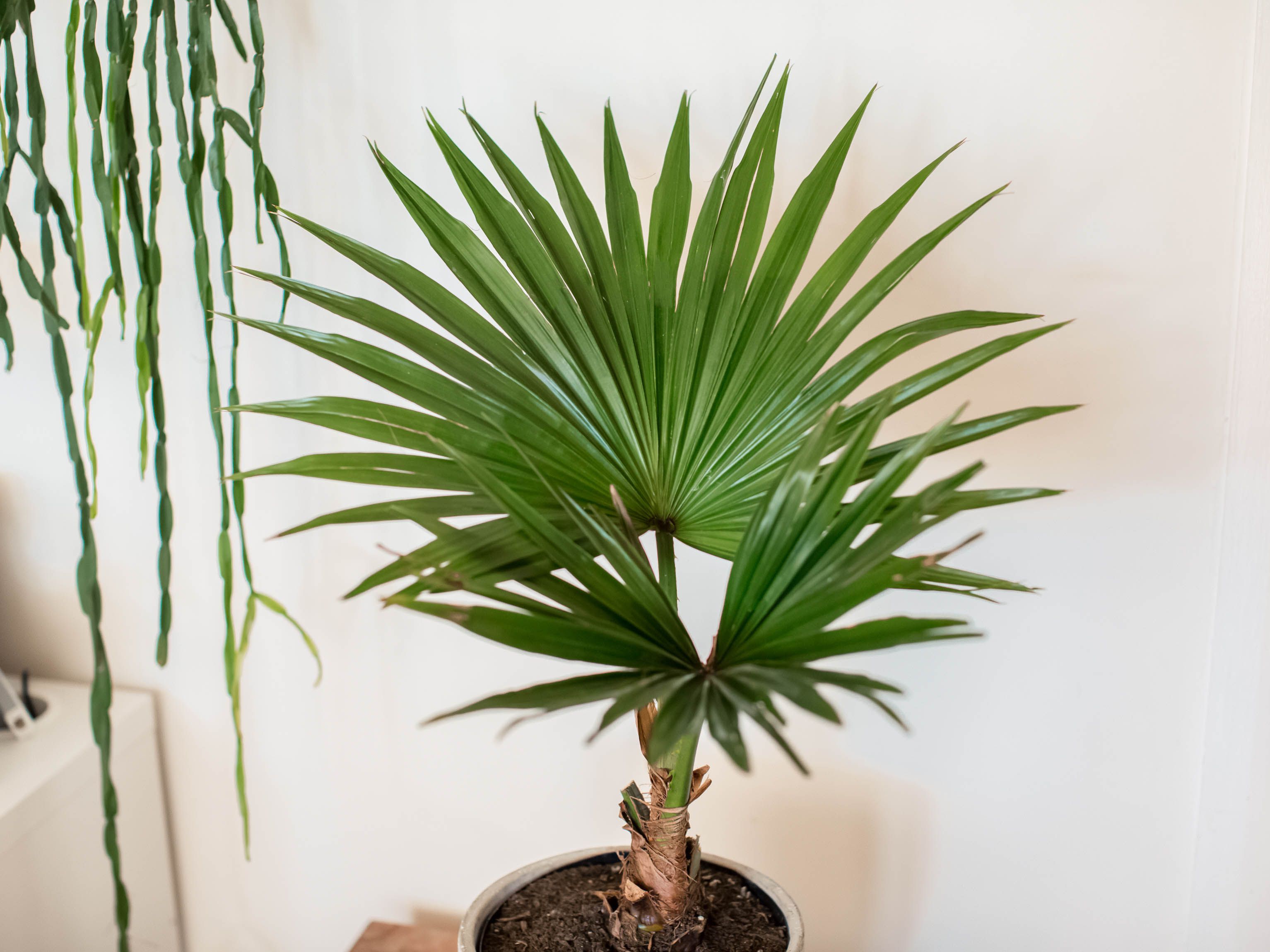 Detail Images Of Palm Plants Nomer 50