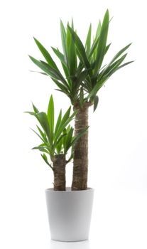 Detail Images Of Palm Plants Nomer 52