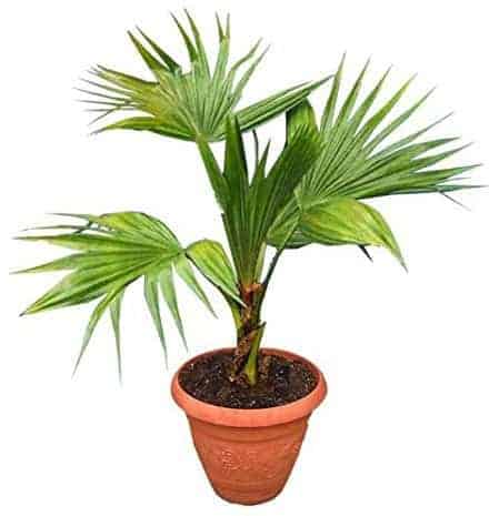 Detail Images Of Palm Plants Nomer 53