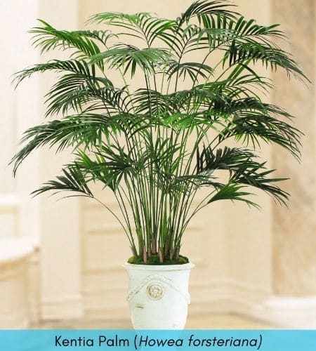 Detail Images Of Palm Plants Nomer 54