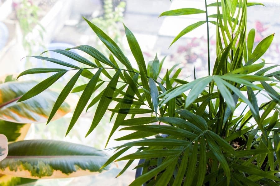 Detail Images Of Palm Plants Nomer 55