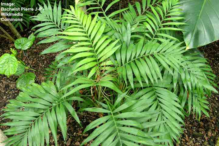 Detail Images Of Palm Plants Nomer 57