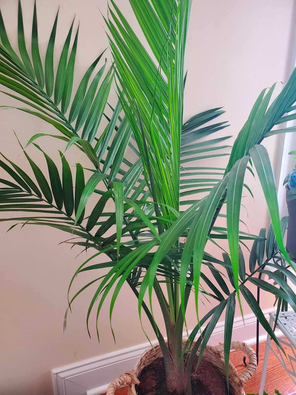 Detail Images Of Palm Plants Nomer 7