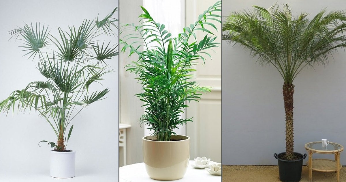 Detail Images Of Palm Plants Nomer 8