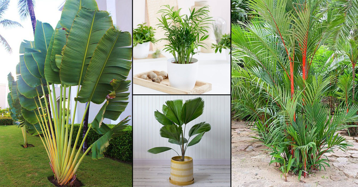 Detail Images Of Palm Plants Nomer 10
