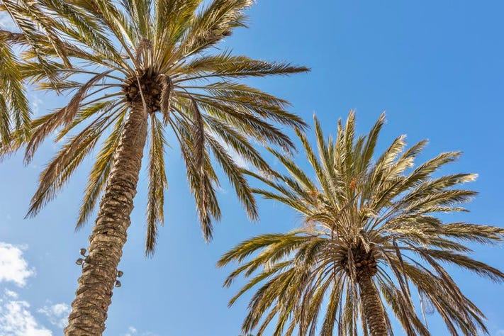 Detail Images Of Palm Trees Nomer 20