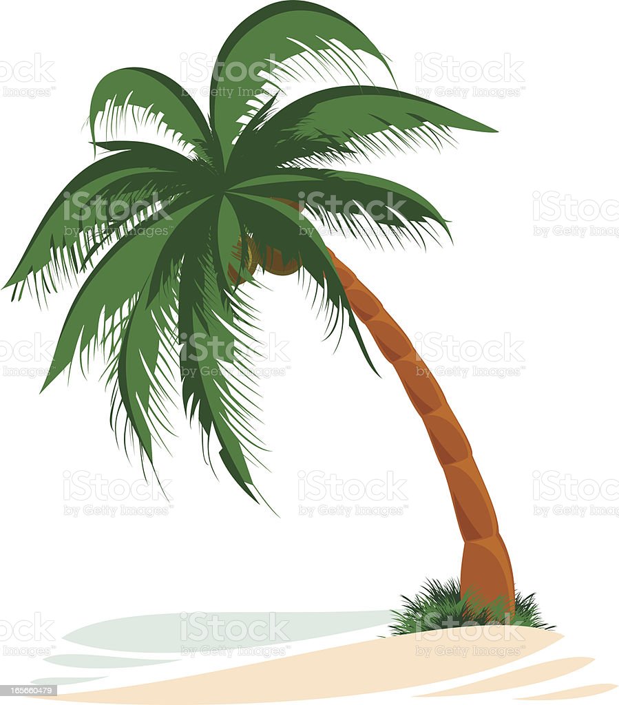 Detail Images Of Palm Trees Nomer 21