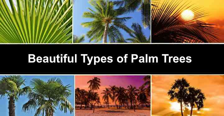 Detail Images Of Palm Trees Nomer 24