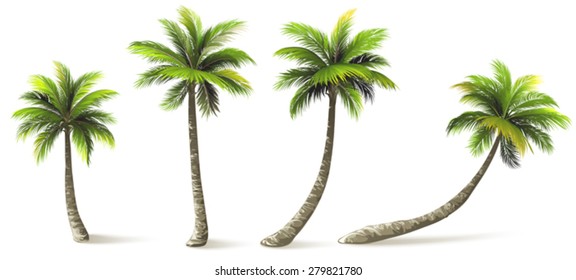 Detail Images Of Palm Trees Nomer 36