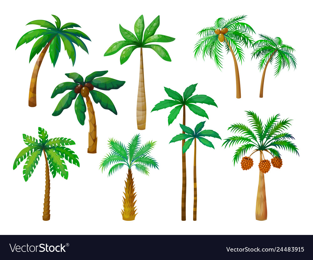 Detail Images Of Palm Trees Nomer 41