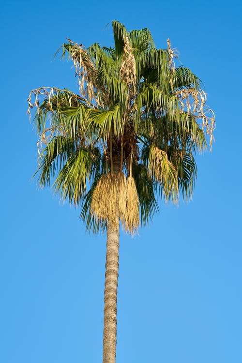 Detail Images Of Palm Trees Nomer 9