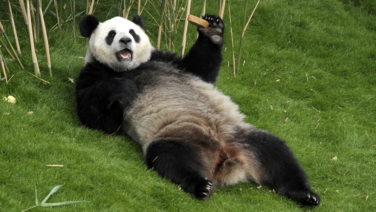 Download Images Of Panda Bears Nomer 1