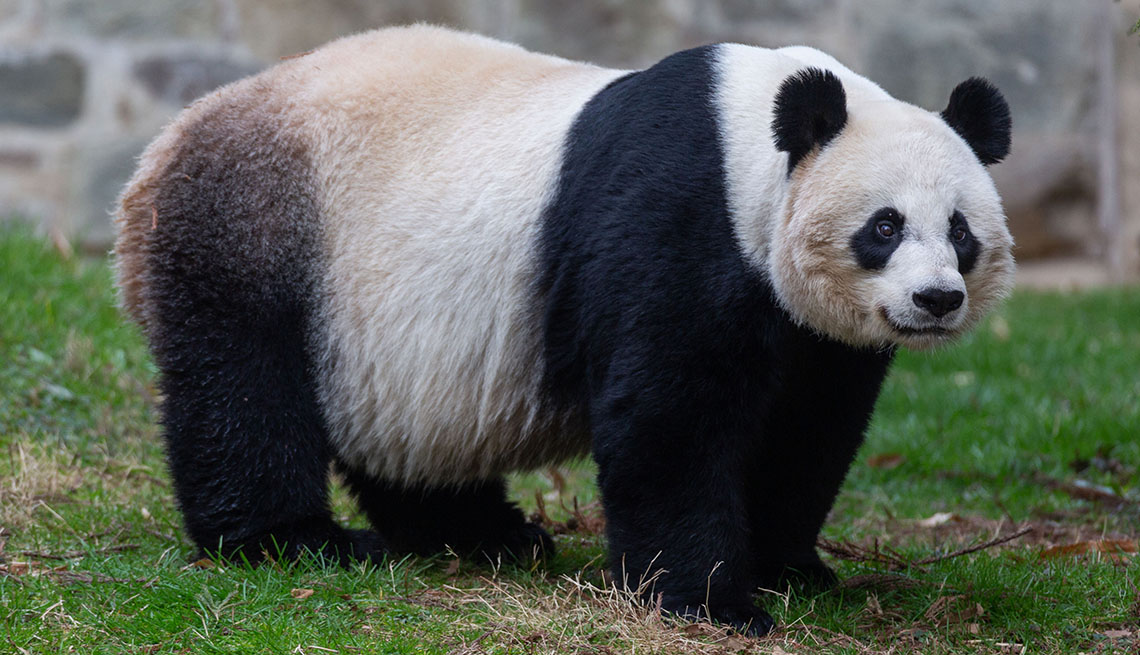 Detail Images Of Panda Bears Nomer 10