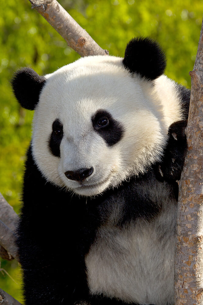 Detail Images Of Panda Bears Nomer 17
